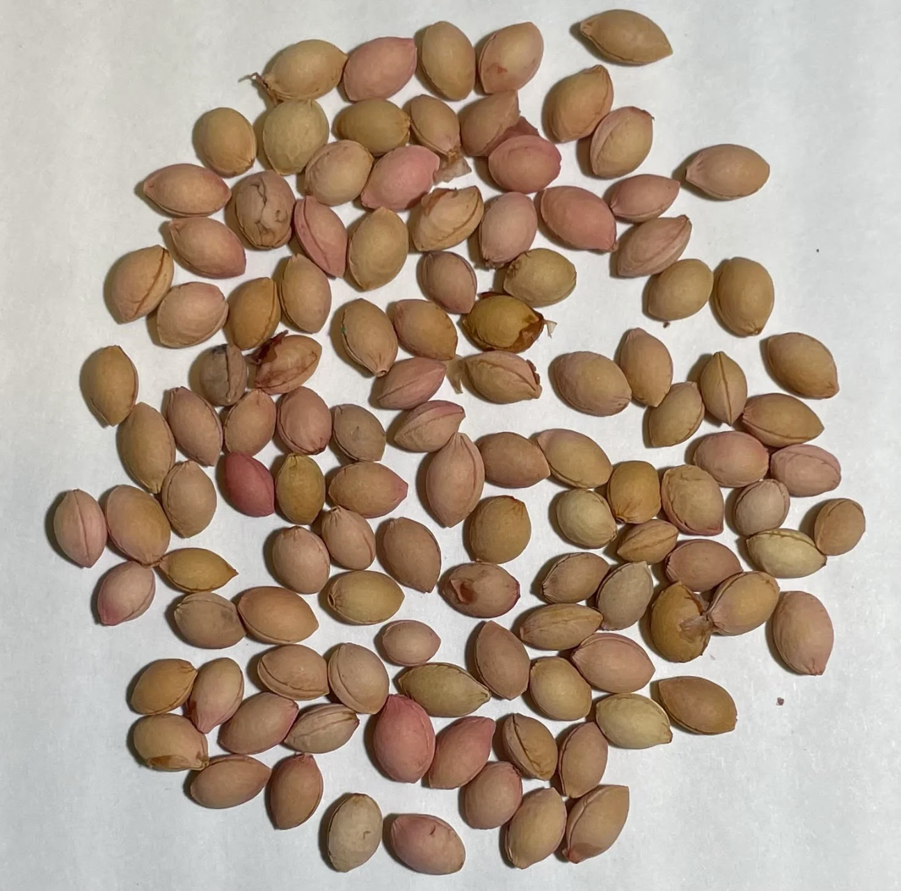 cherry plant (tree) seed are avalibale | Premium Cherry Seeds Available! - Image 3