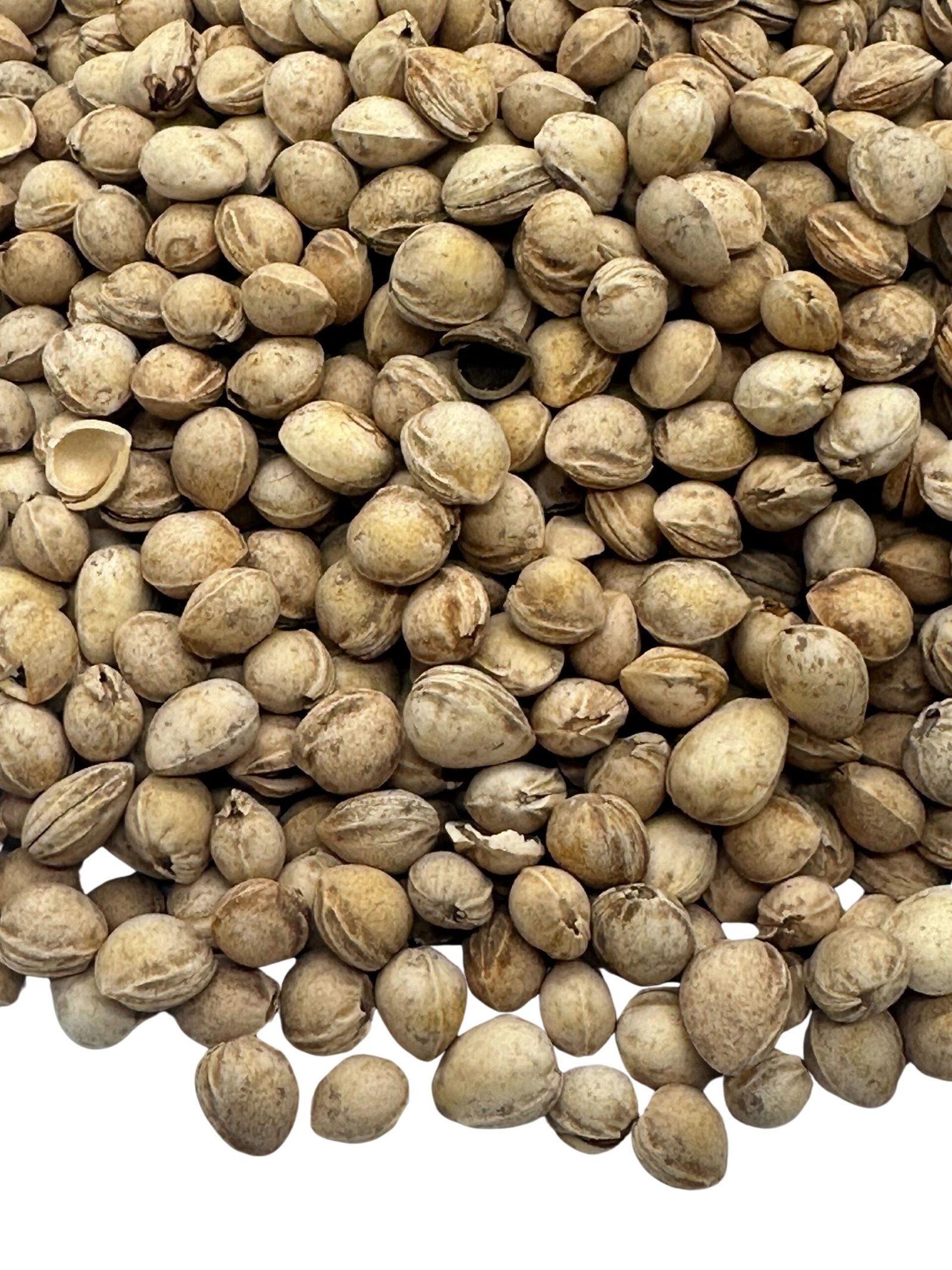 cherry plant (tree) seed are avalibale | Premium Cherry Seeds Available!