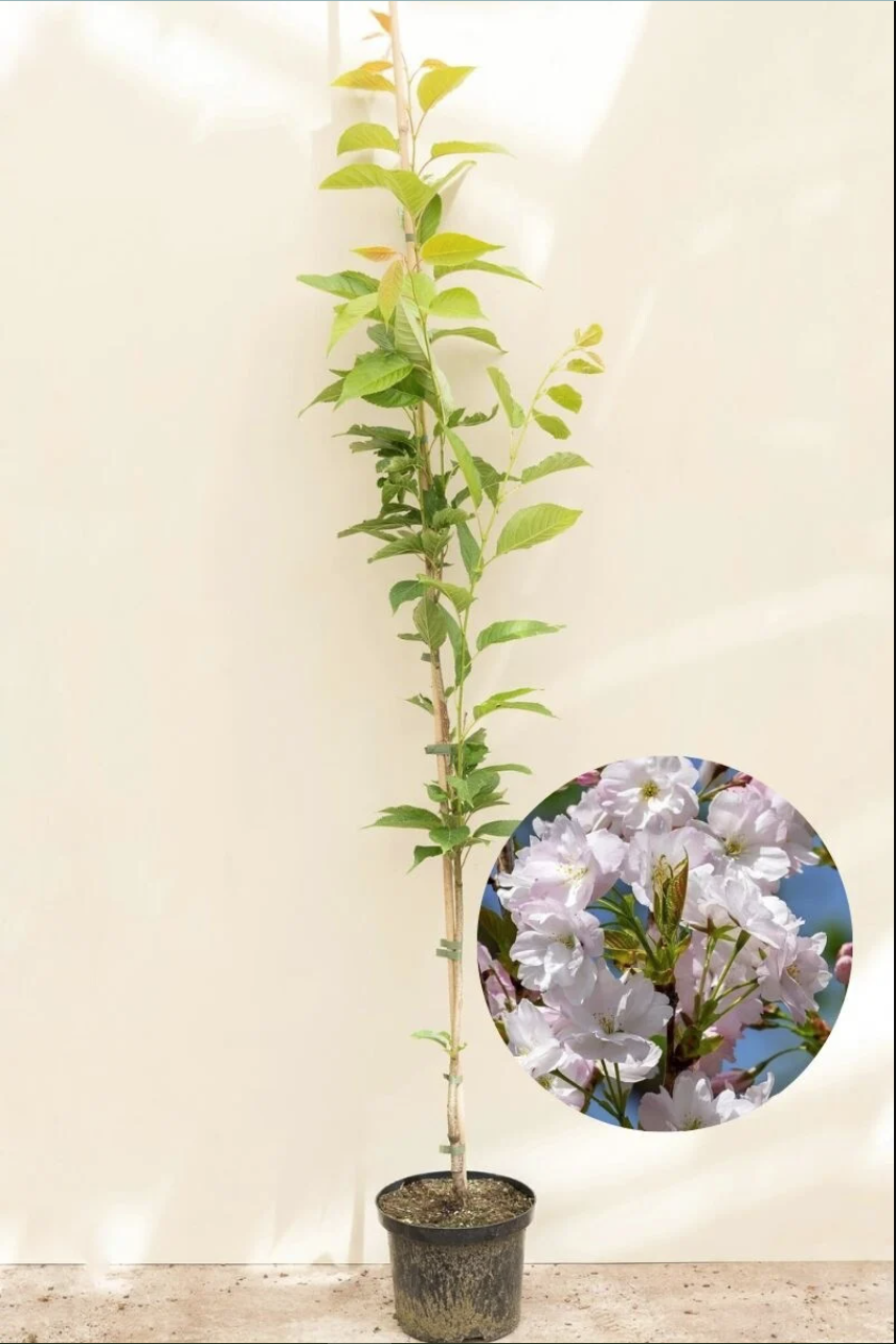 Cherry Tree- Plant Are avalibale