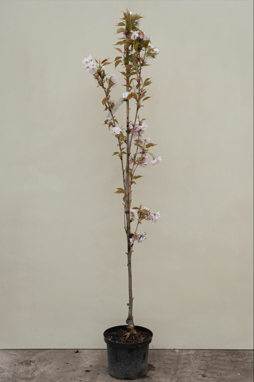 Cherry Tree- Plant Are avalibale - Image 3