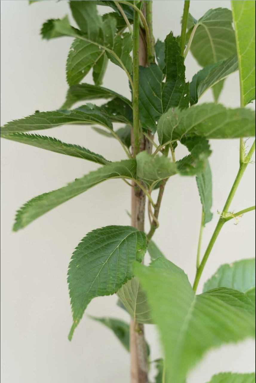 Cherry Tree- Plant Are avalibale - Image 4