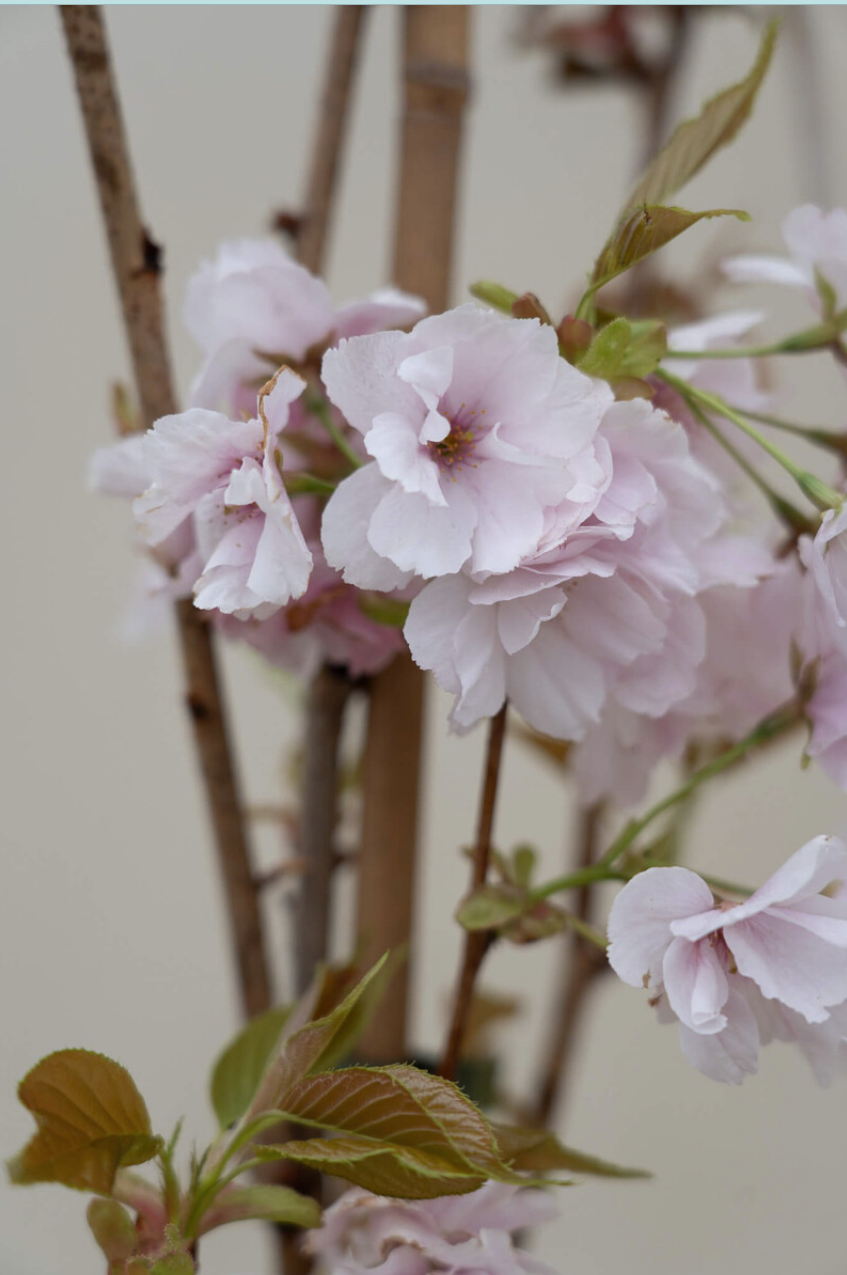 Cherry Tree- Plant Are avalibale - Image 5