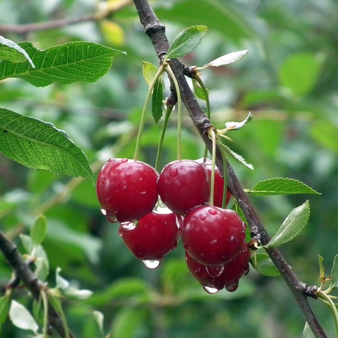Cherry in Pakistan